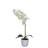 PHALAENOPSIS ORHIDEJA        16/16 cm      - bela, Osnovno, plastika (16/16cm)