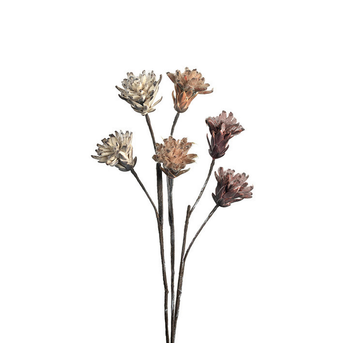 DEKOBLUME - Beige/Weinrot, Basics, Papier/Kunststoff (3,00/40,00/3,00cm)