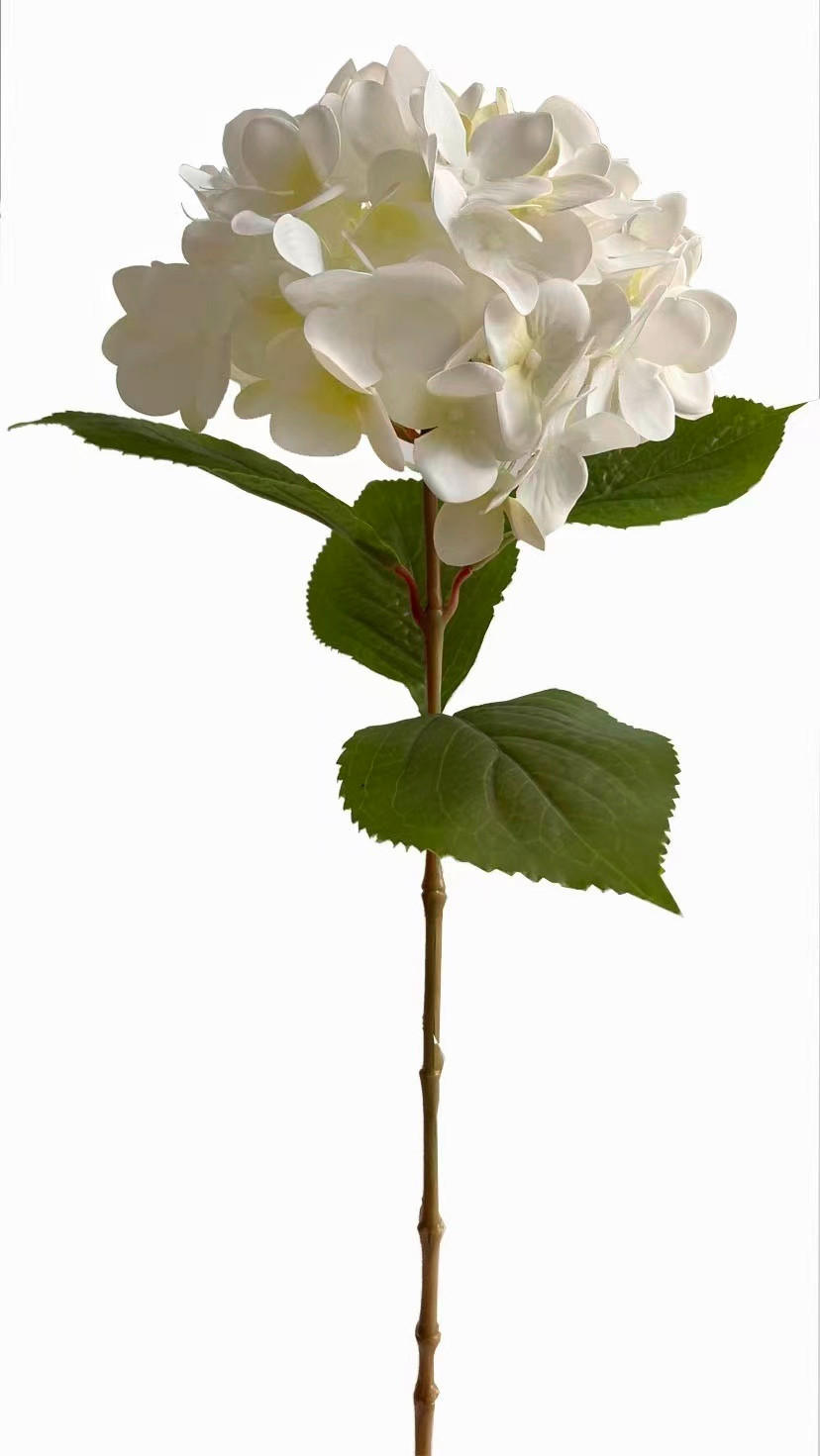 HORTENSIE  - Weiß, Basics (60cm)