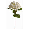 HORTENSIE  - Weiß, Basics (60cm)