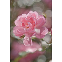 FOTOTAPETE Bouquet  - Rosa, Natur, Papier (184/254cm) - Komar