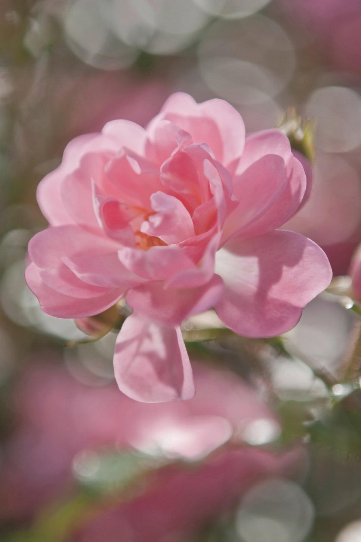 FOTOTAPETE Bouquet  - Rosa, Natur, Papier (184/254cm) - Komar