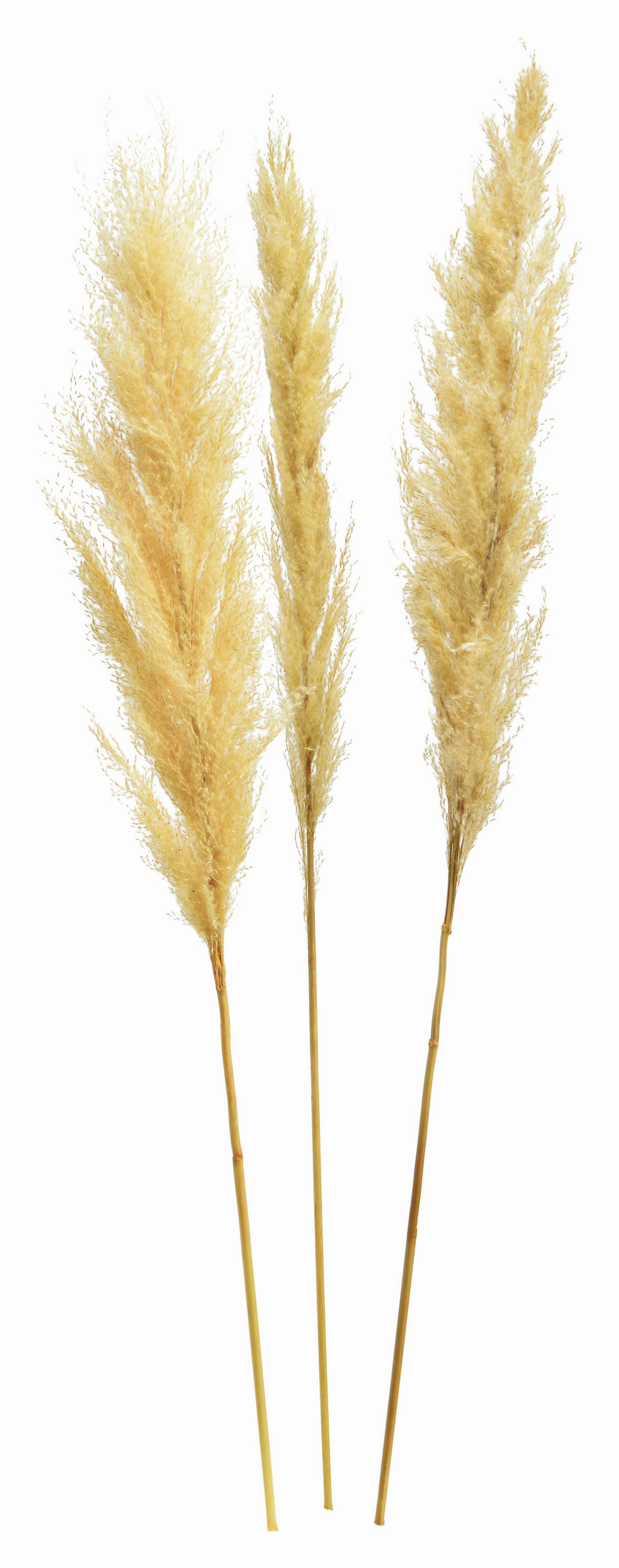 TROCKENBLUME  - Creme, Basics, Naturmaterialien (115cm)