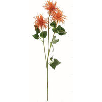 PROTEA  - Orange, Basics, Kunststoff (80 cmcm)