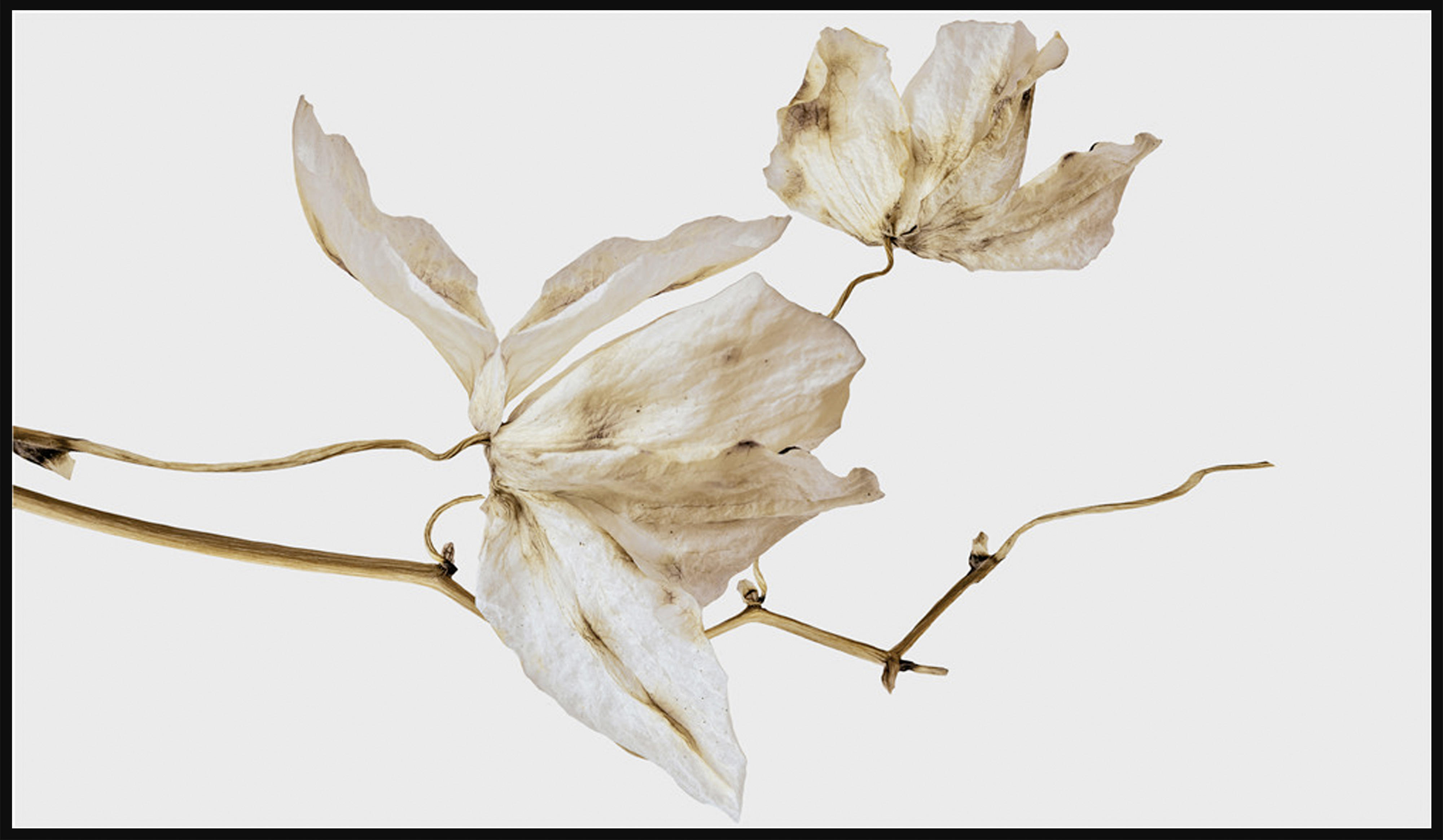 Monee UMELECKÁ TLAČ, kvety, 120/70 cm - hnedá, biela