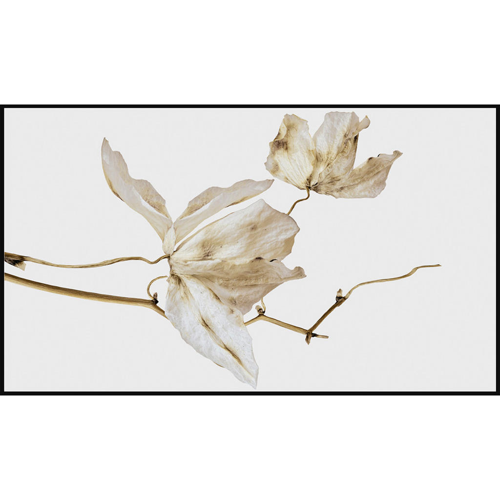 Monee UMELECKÁ TLAČ, kvety, 120/70 cm - hnedá, biela