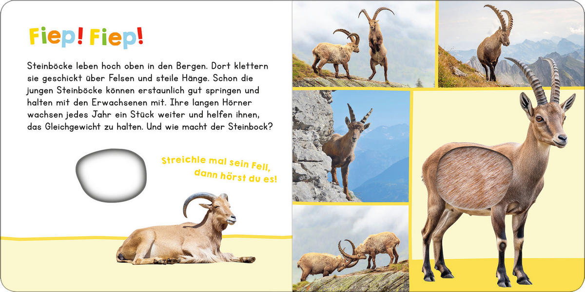 SOUND- UND FÜHLBUCH Hör mal rein, wer kann das sein? In den Bergen  - Multicolor, Basics, Papier (19.6/19.6/1,8cm)