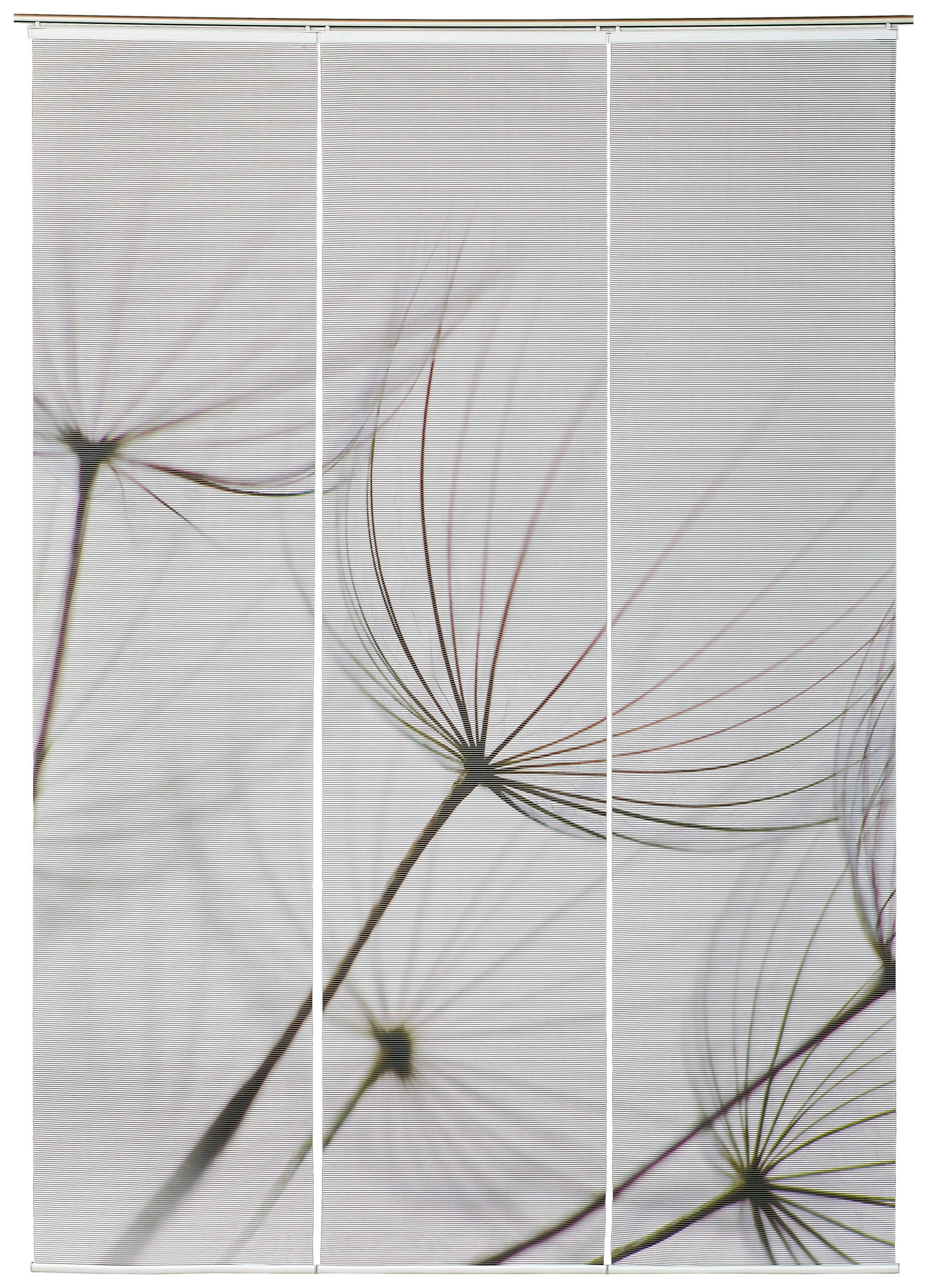 Novel Flächenvorhang Pusteblume Grau, Weiß 60x245 cm