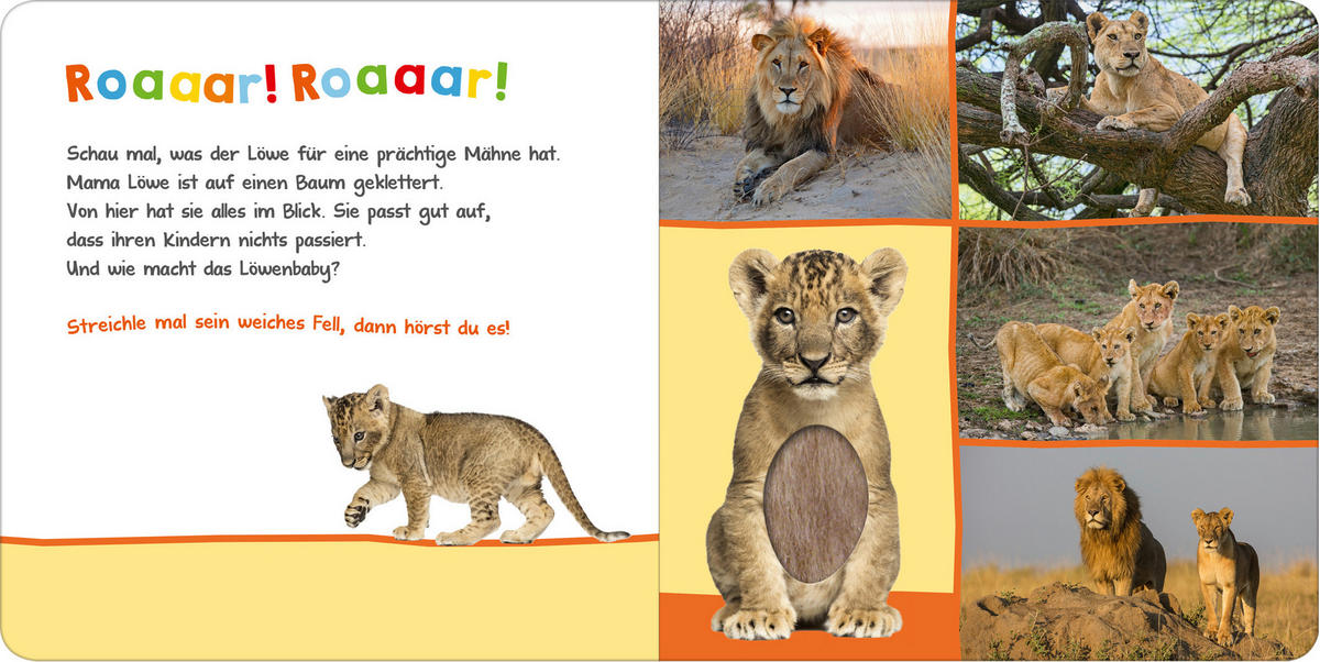 BUCH - Multicolor, Basics (19,6/1,8/19,6cm)