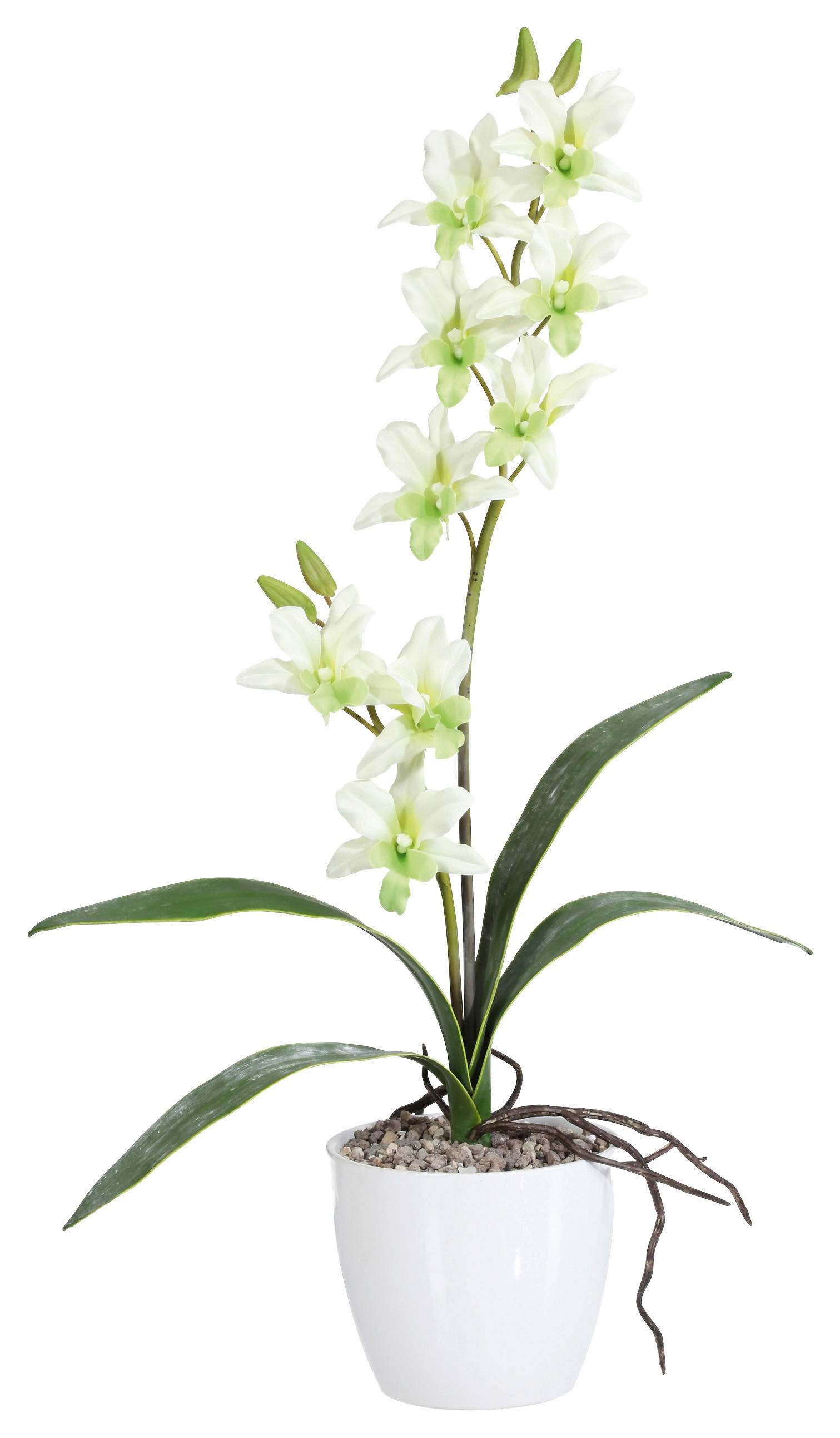 KUNSTPFLANZE Orchidee 60 cm  - Weiß/Hellgrün, Design, Keramik/Kunststoff (60cm) - P & B