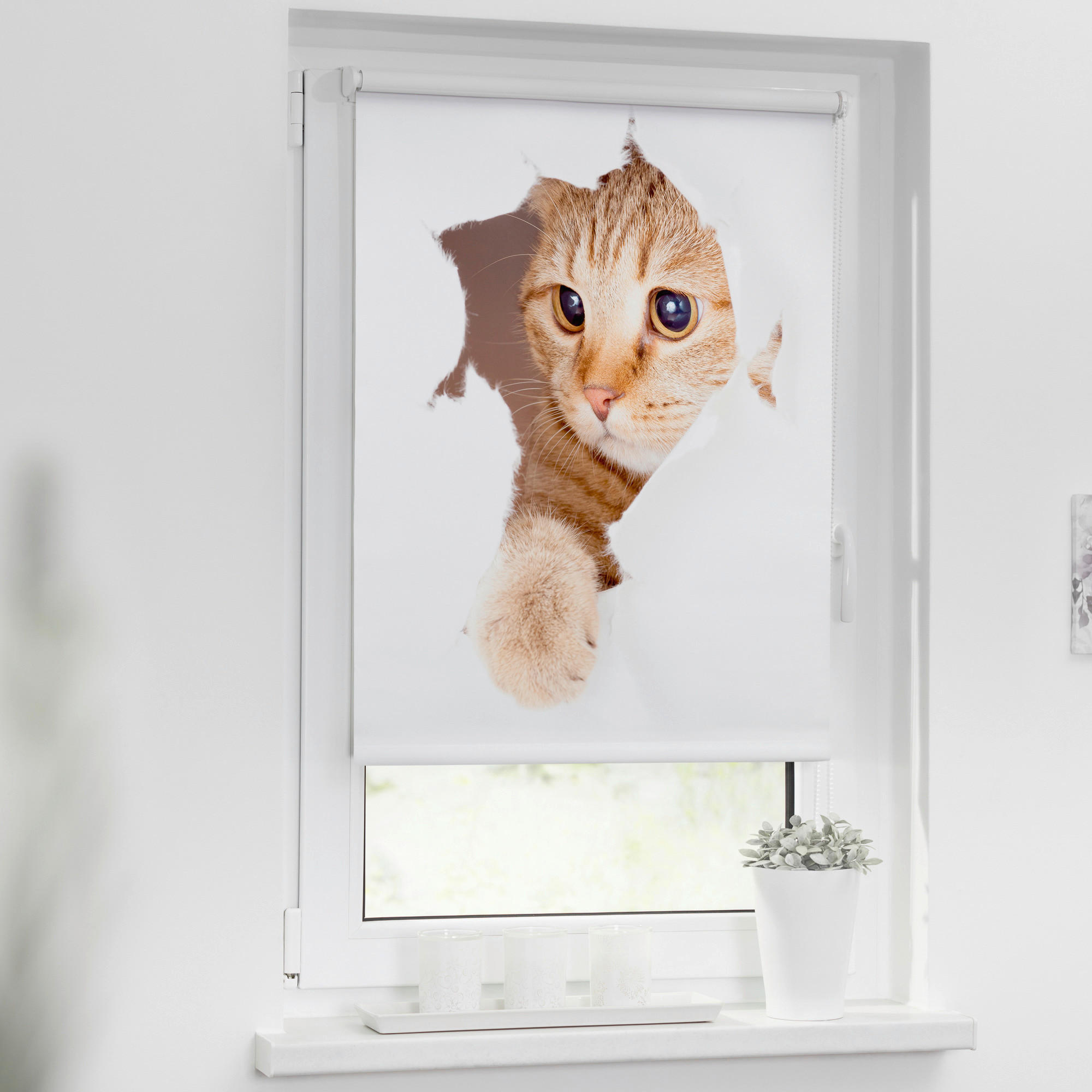 LICHTBLICK Verdunkelungsrollo Katze weiß B/L: ca. 120x150 cm