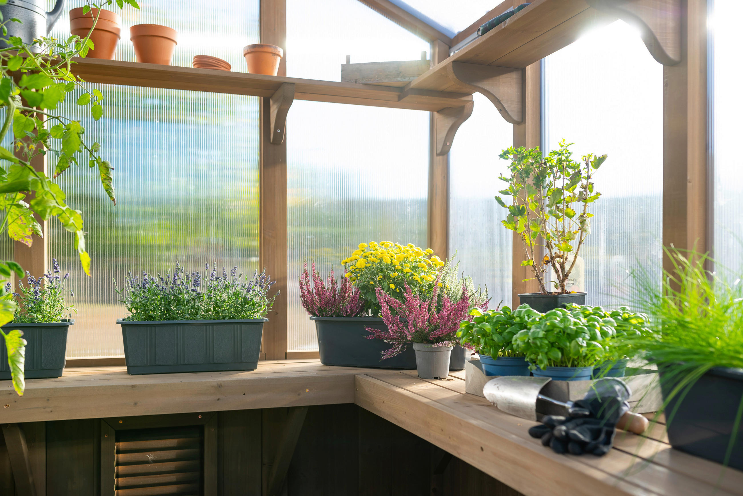 Westmann Gewächshaus Paul...