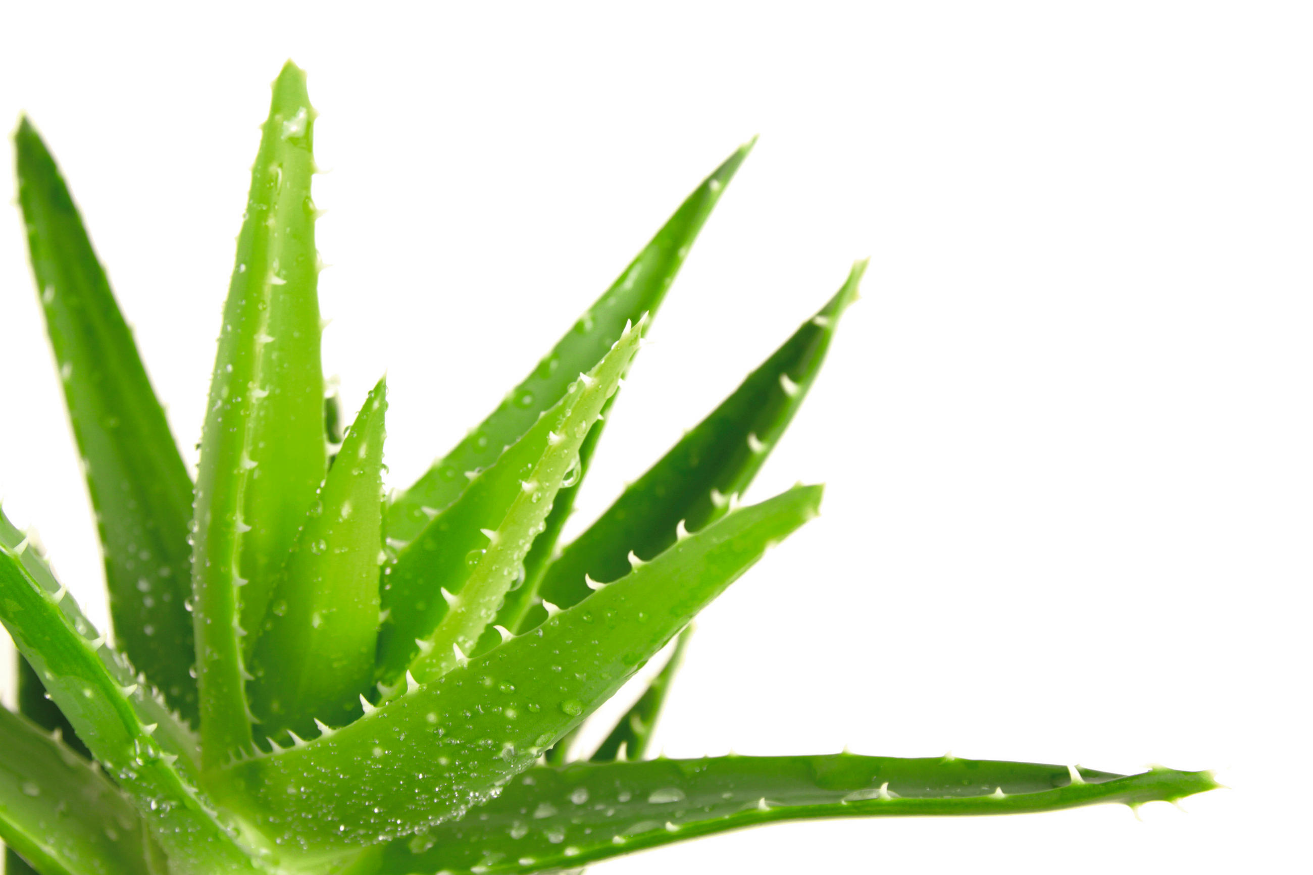 Thumbnail - Kopfkissen Aloe Vera