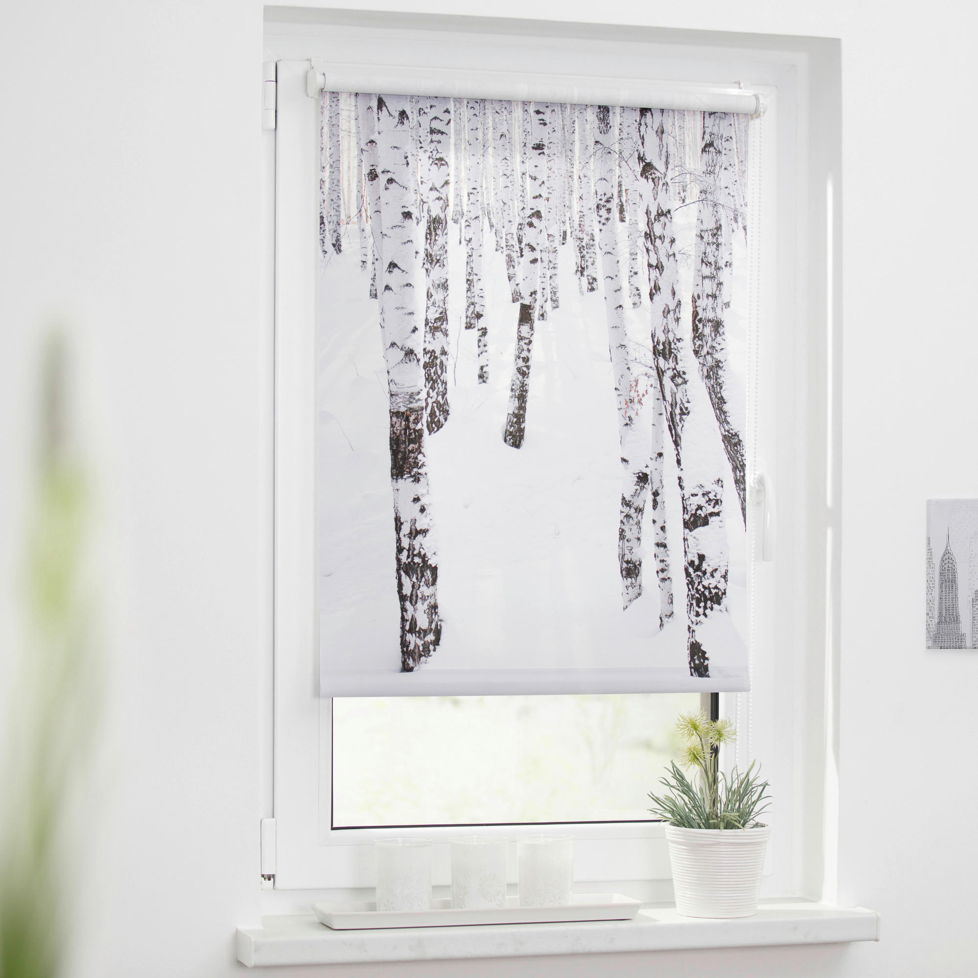LICHTBLICK Rollo Birkenwald weiß B/L: ca. 120x150 cm