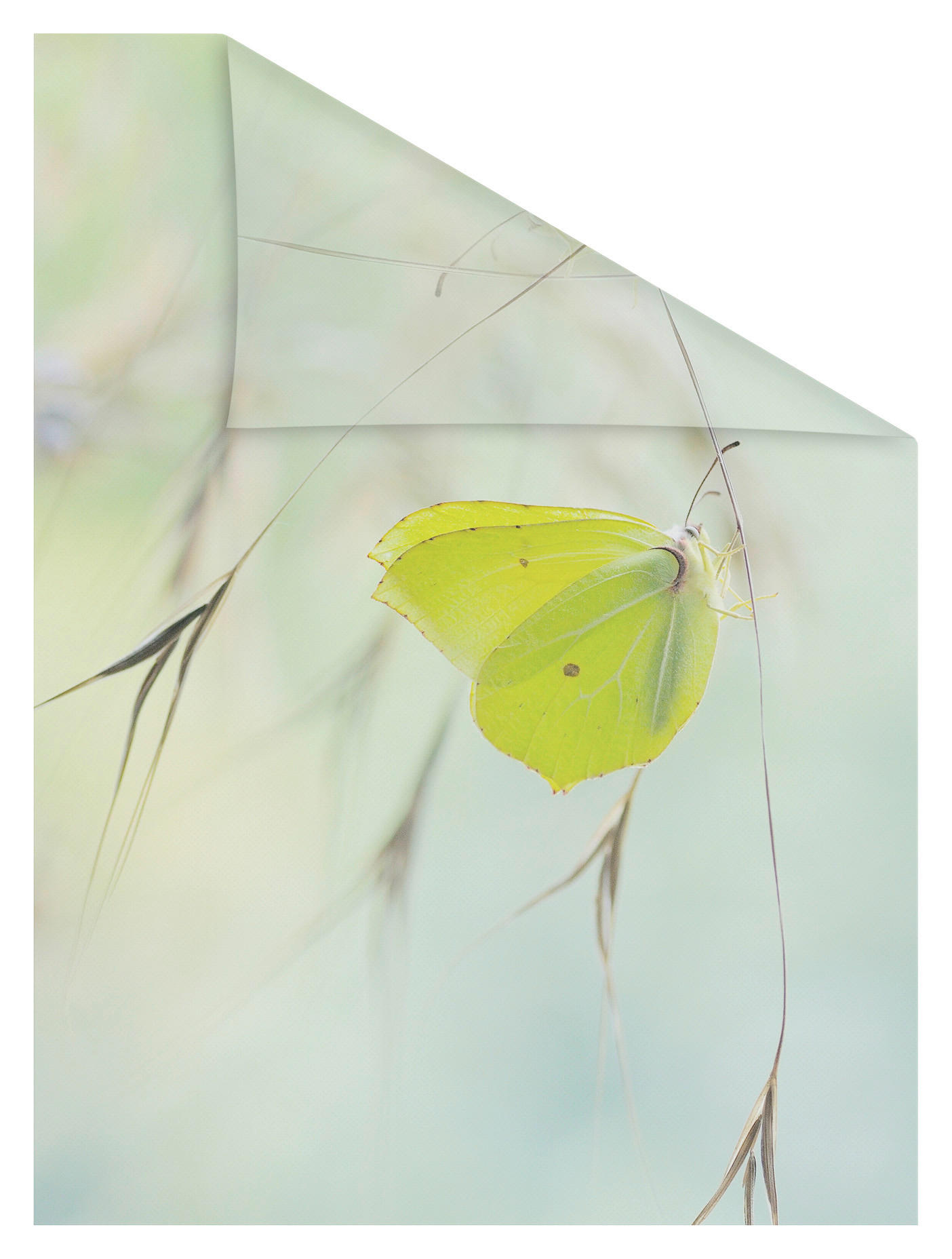 Thumbnail - LICHTBLICK Fensterfolie Schmetterling Schmetterling Schmetterling grün B/L: ca. 50x100 cm